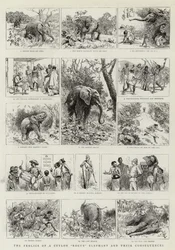 The Frolics of a Ceylon Rogue Elephant and Their Consequences